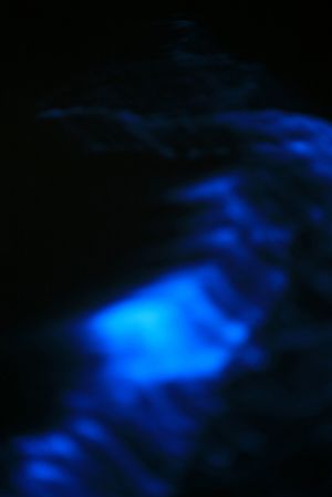 blue plankton four.jpg